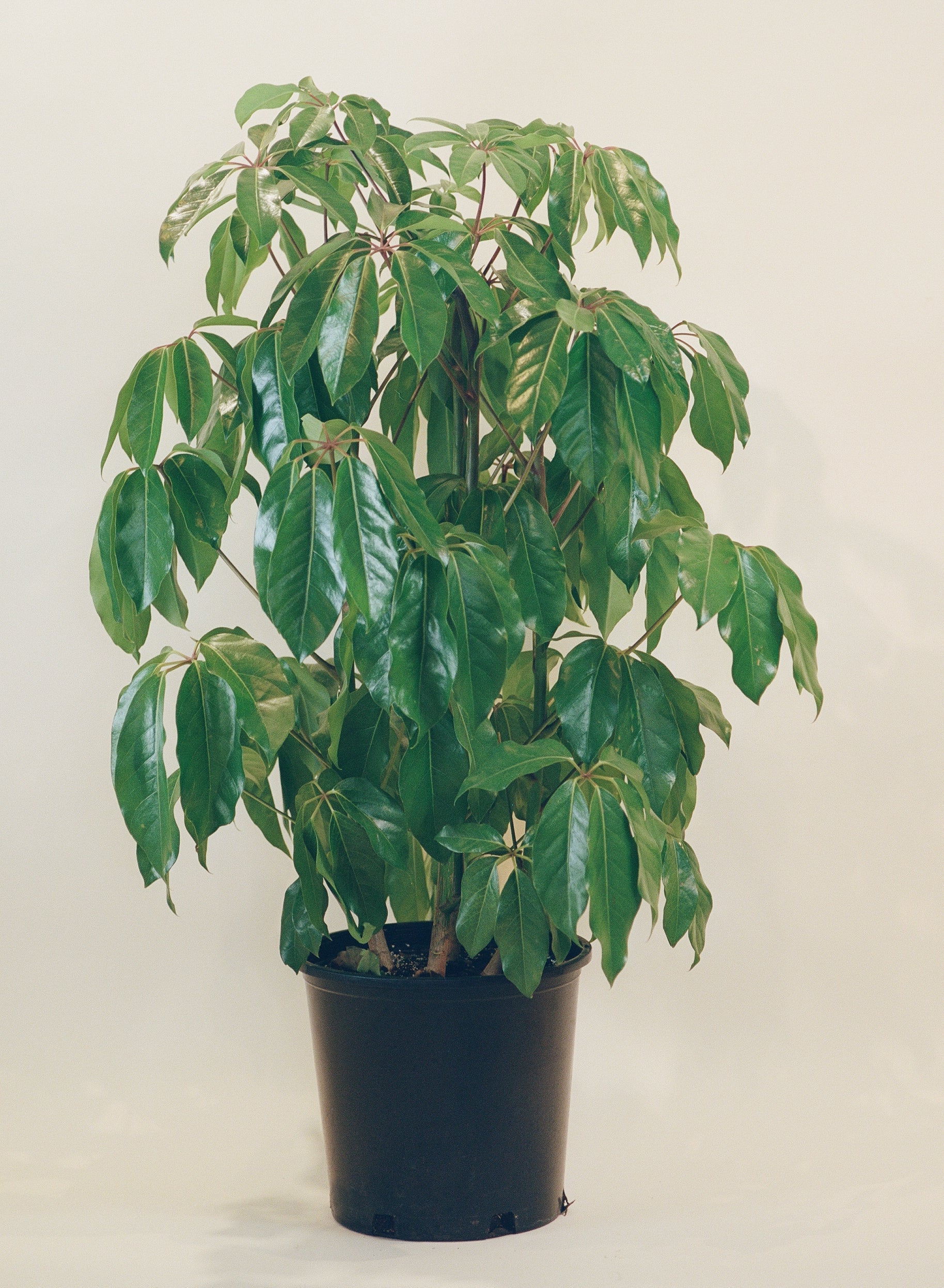 Umbrella Tree Amate (Schefflera actinophylla)