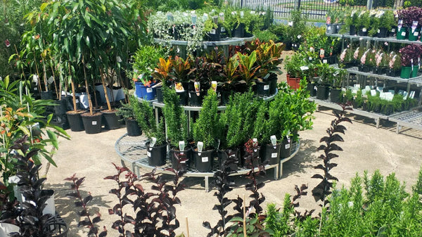 Large Variety of Fruit Trees & Plants