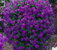 Verbena Almira Deep Blue (Verbena)