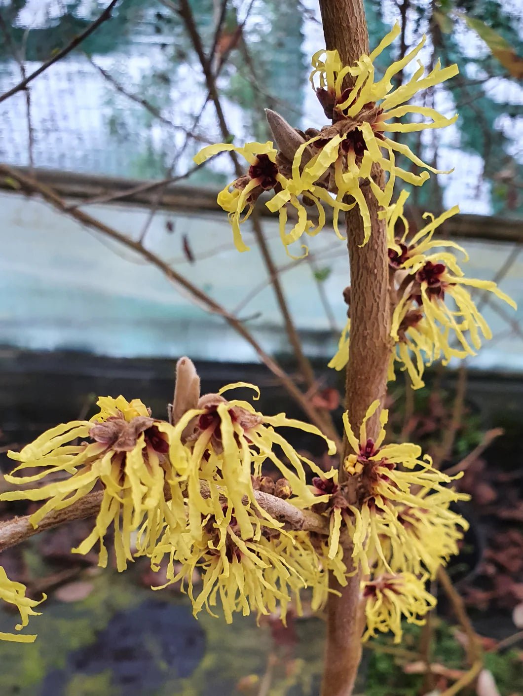 Witch Hazel intermedia Pallida Yellow (Hamamelis x) - Ladybird Nursery