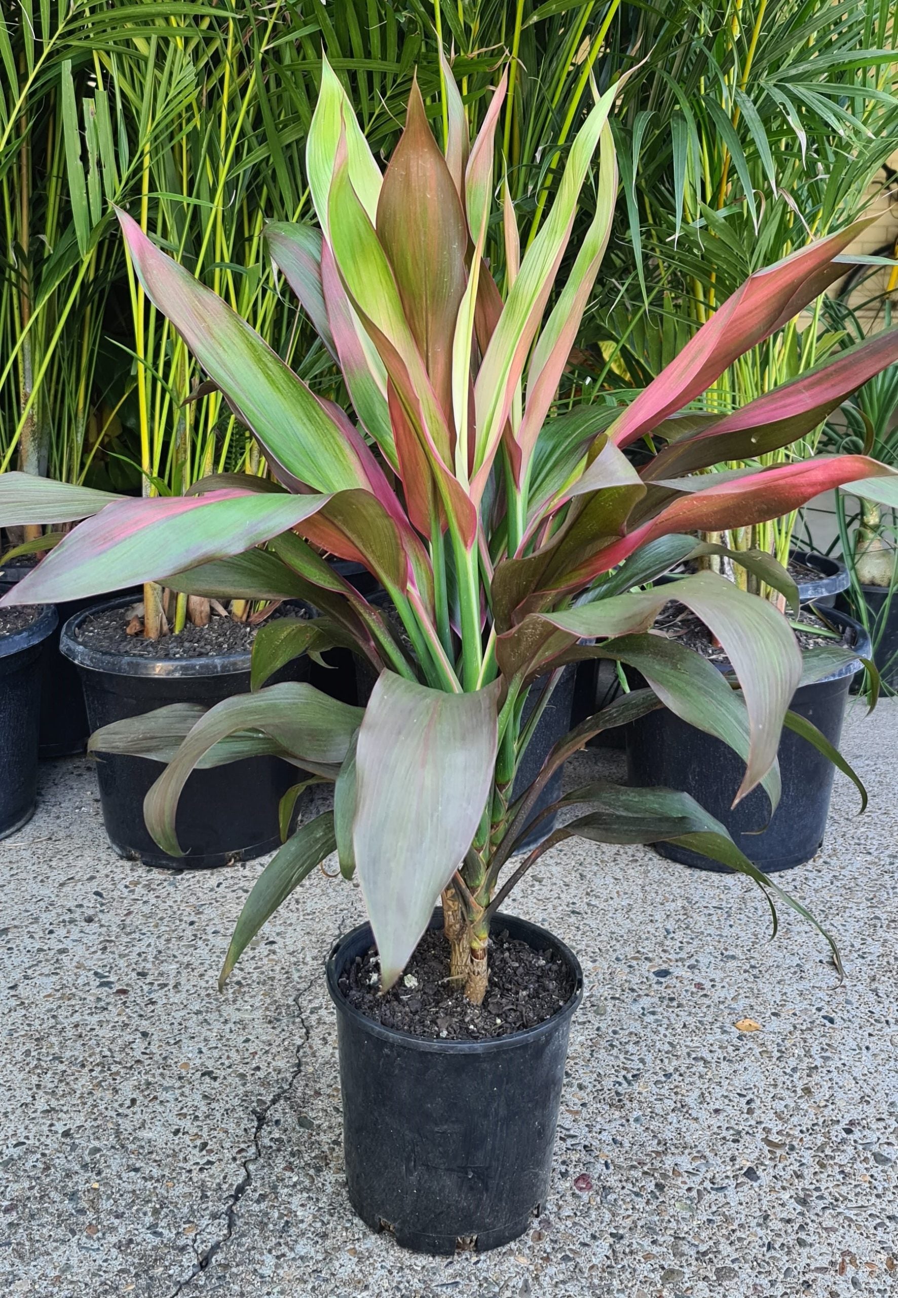 Cordyline Hilo Rainbow (Cordyline fruticosa)