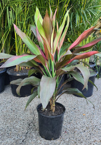 Cordyline Hilo Rainbow (Cordyline fruticosa)