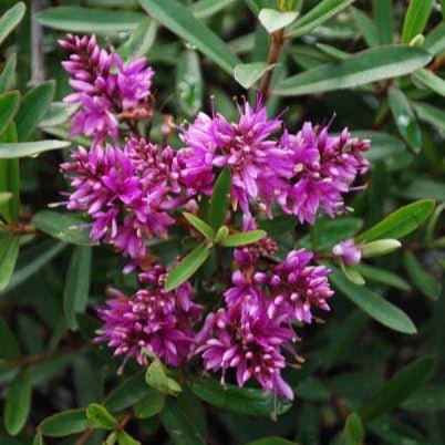 Hebe Wiri Gem - Ladybird Nursery