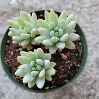 Assorted (Sedeveria spp.) - Ladybird Nursery