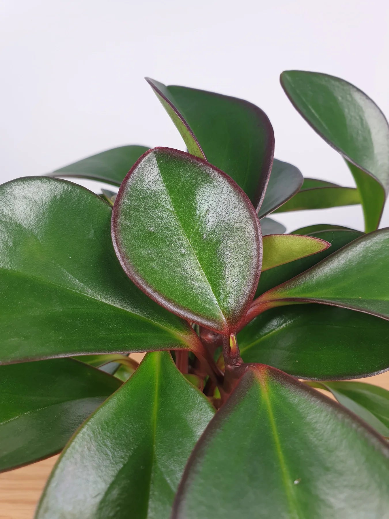 Peperomia Red Edge (Peperomia clusiifolia)