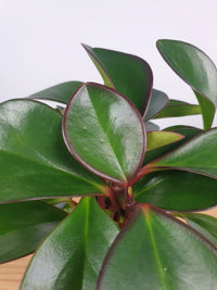 Peperomia Red Edge (Peperomia clusiifolia) - Ladybird Nursery