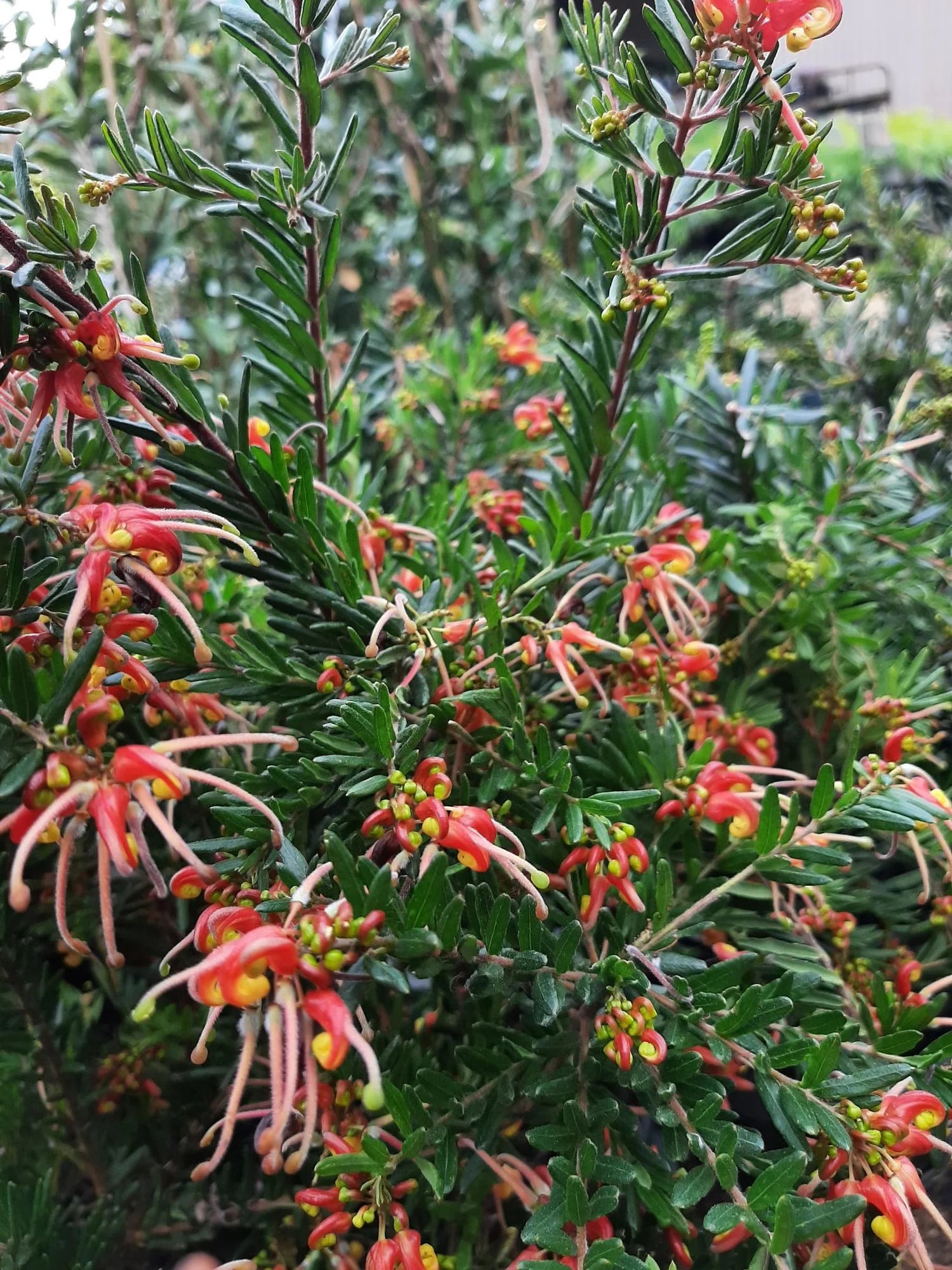 Grevillea Winter Flame - Ladybird Nursery