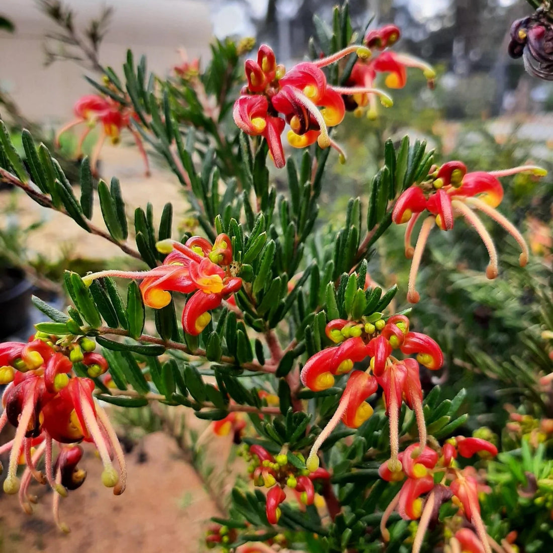 Grevillea Winter Flame - Ladybird Nursery