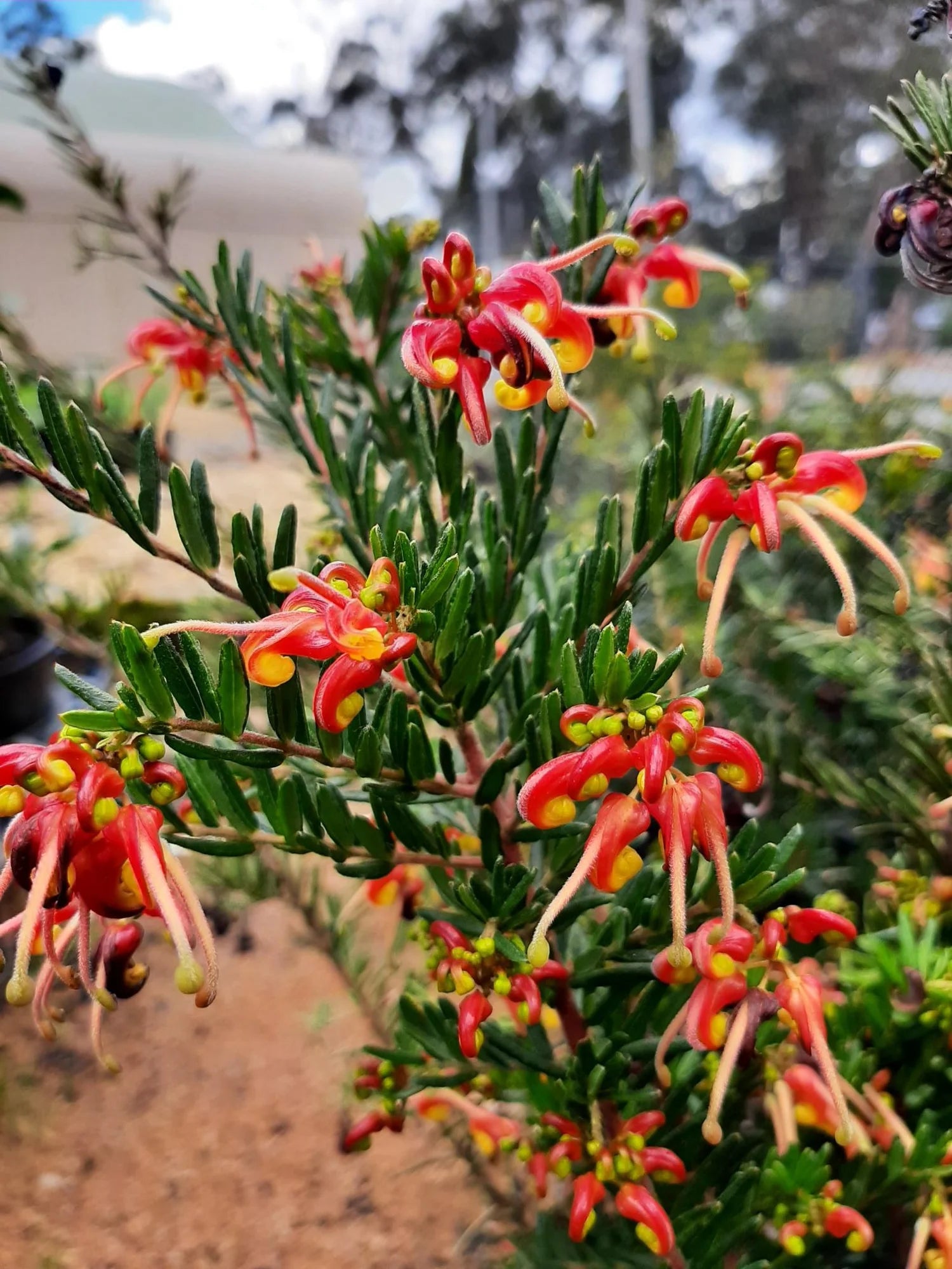 Grevillea Winter Flame