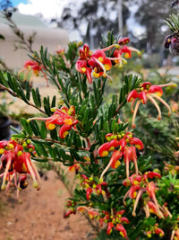 Grevillea Winter Flame