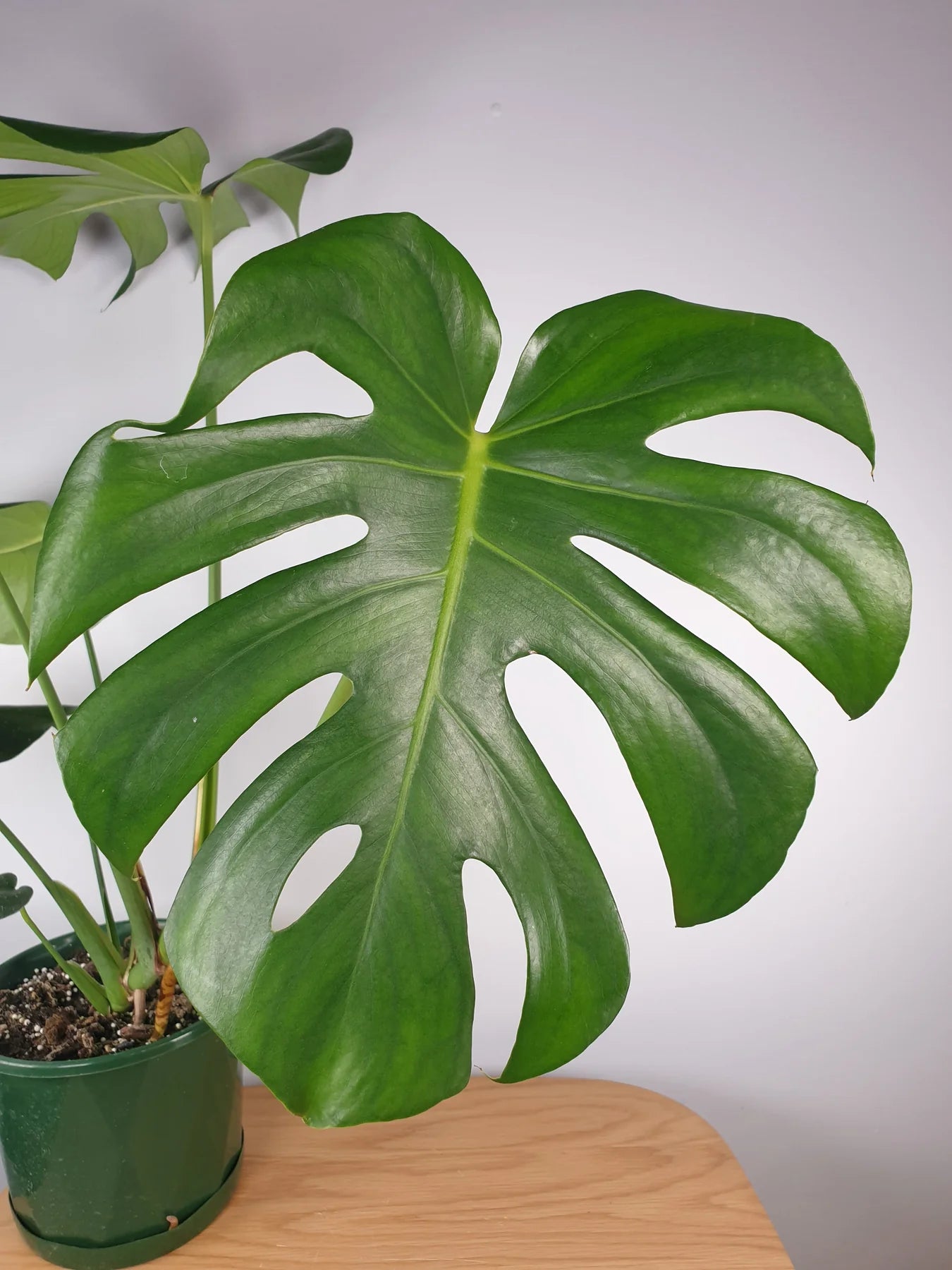 Swiss Cheese Plant Tauerii (Monstera deliciosa)