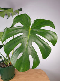 Swiss Cheese Plant Tauerii (Monstera deliciosa)