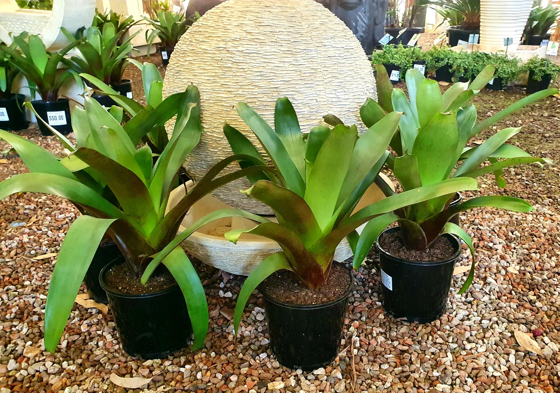 Imperial Bromeliad Rubra (Alcantarea imperialis)