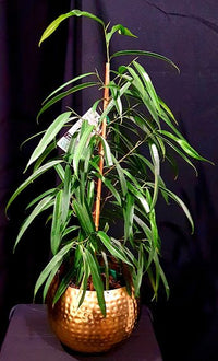 Sabre Tooth Fig (Ficus longifolia)