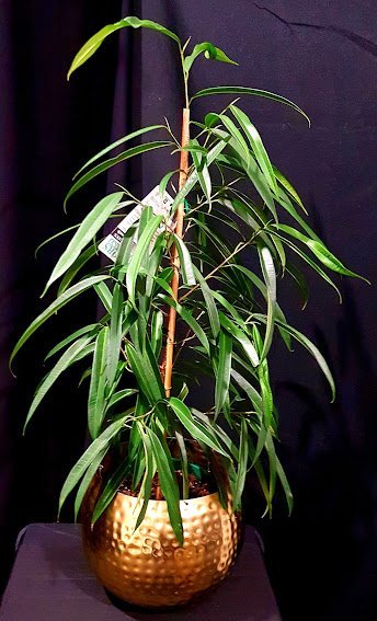 Sabre Tooth Fig (Ficus longifolia) - Ladybird Nursery