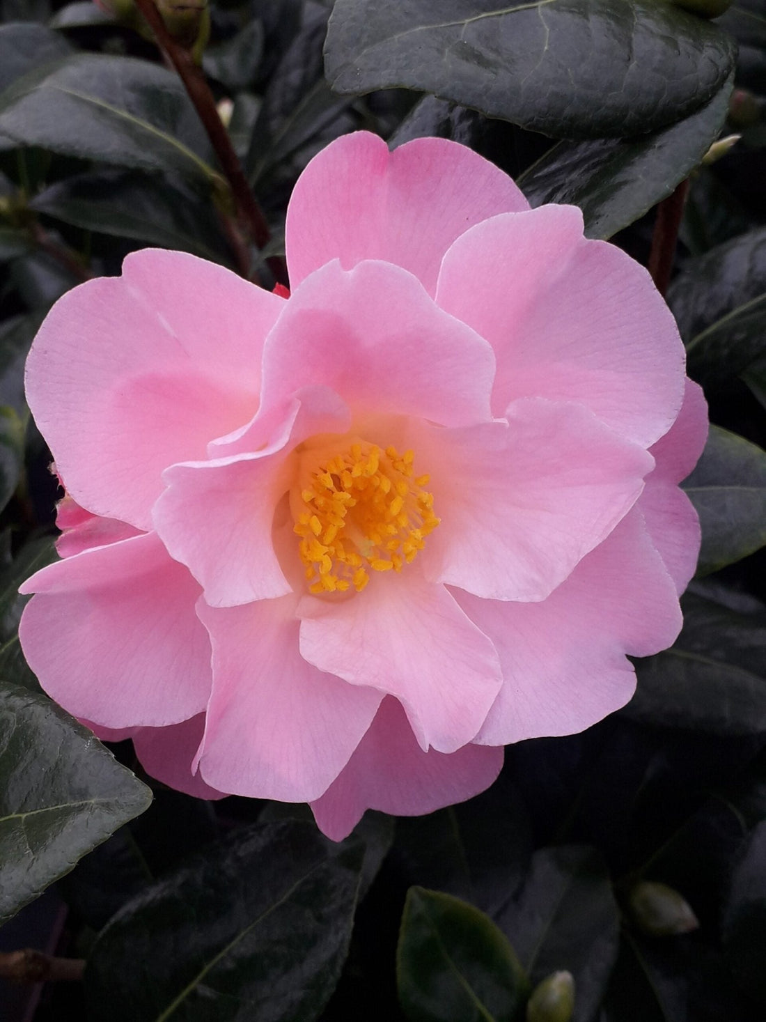 Camellia Nicky Crisp (Camellia japonica) - Ladybird Nursery