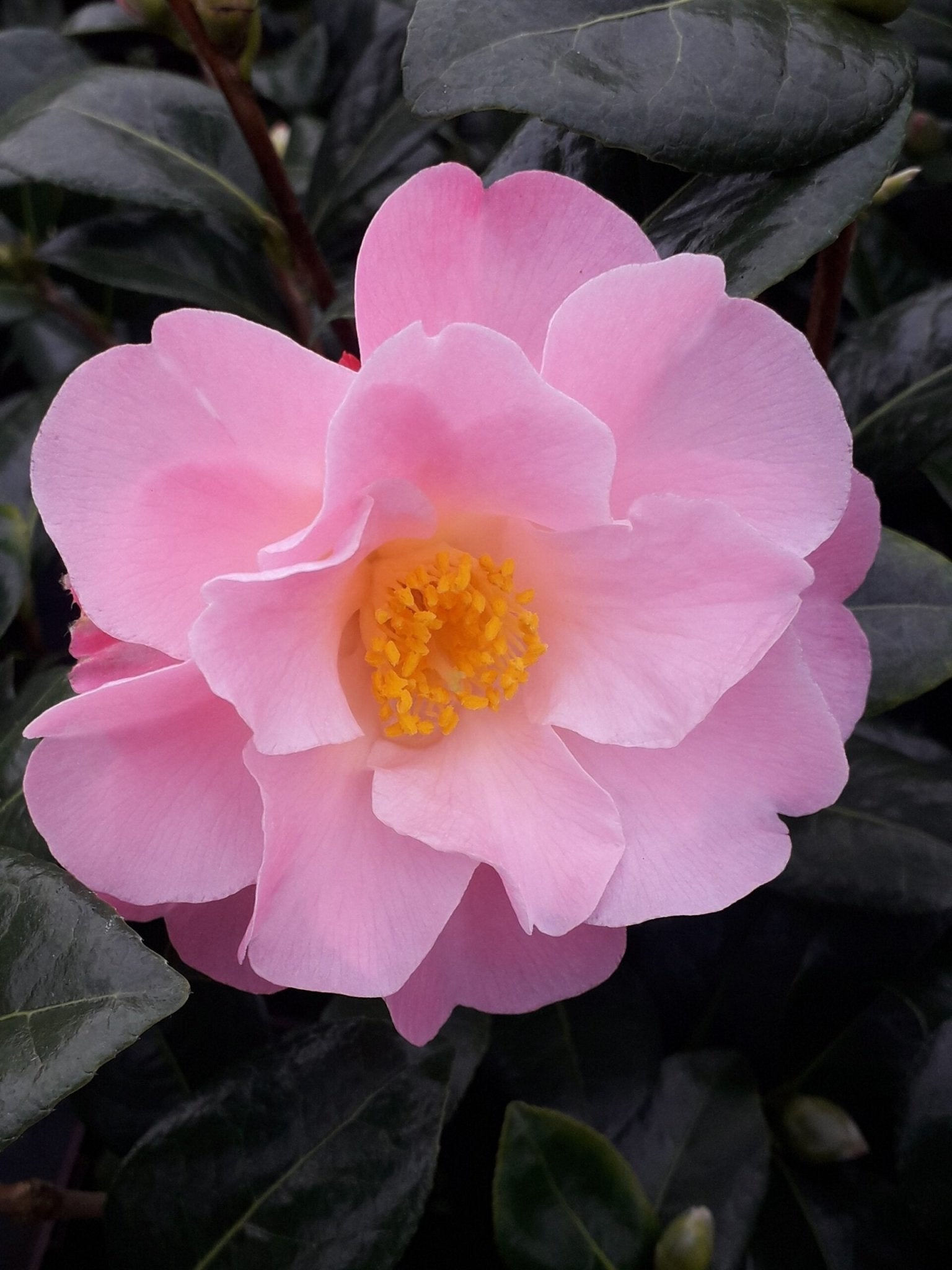 Camellia Nicky Crisp (Camellia japonica) - Ladybird Nursery