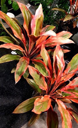 Cordyline Tangelo (Cordyline fruticosa) - Ladybird Nursery