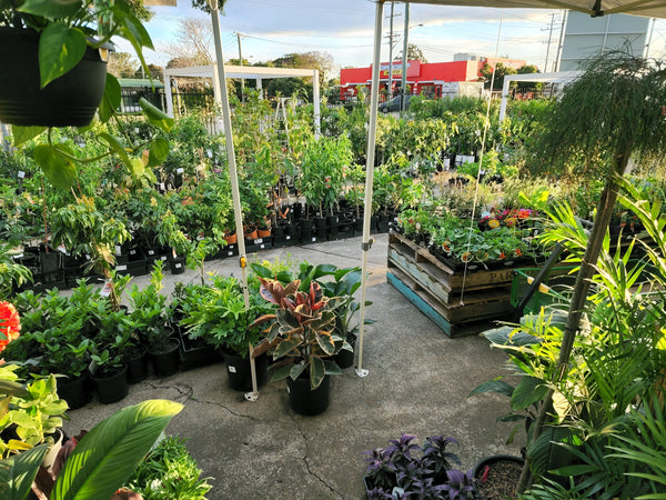 Large Variety of Fruit Trees & Plants