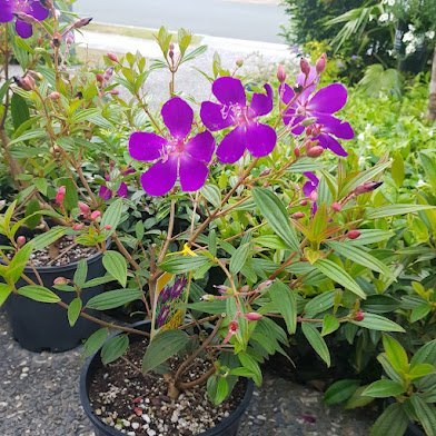Tobouchina Purple Star (Tibouchina) - Ladybird Nursery