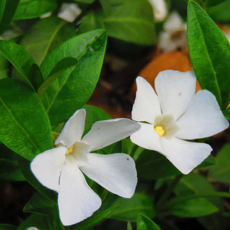 Periwinkle (Vinca White)