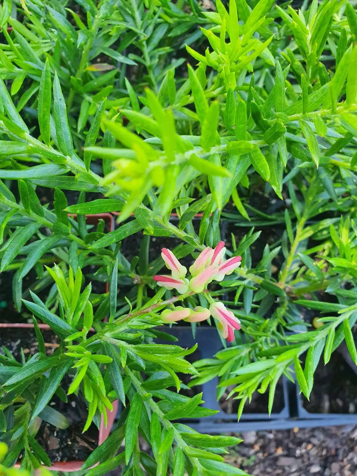 Grevillea Hills Jubilee