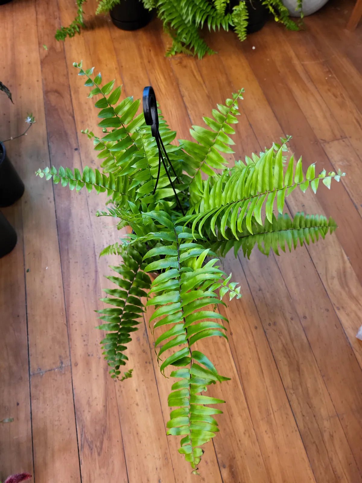 Sword Fern Macho (Nephrolepis biserrata) - Ladybird Nursery