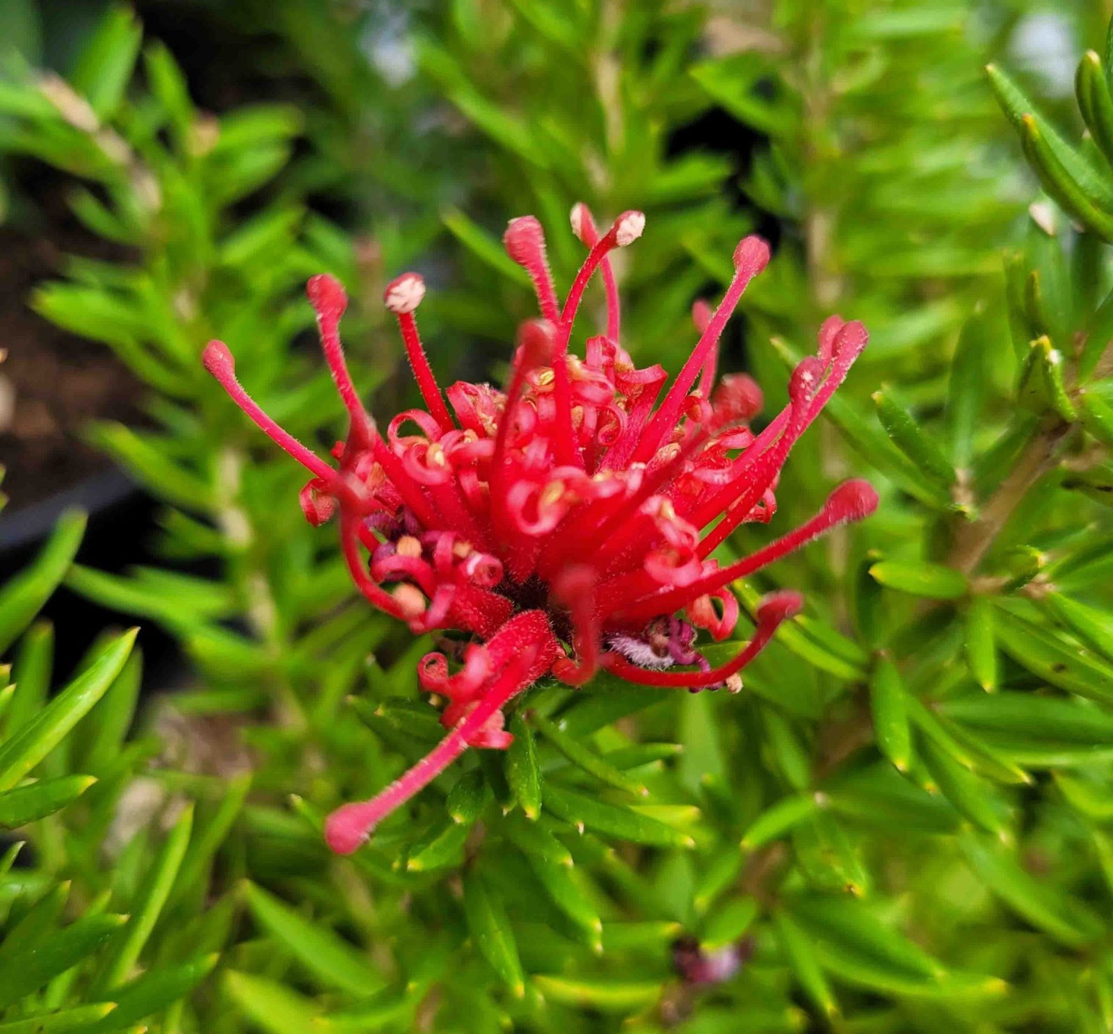 Grevillea 'New Blood' - Ladybird Nursery