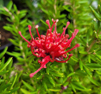 Grevillea 'New Blood'