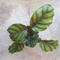 Prayer Plant (Calathea fasciata)