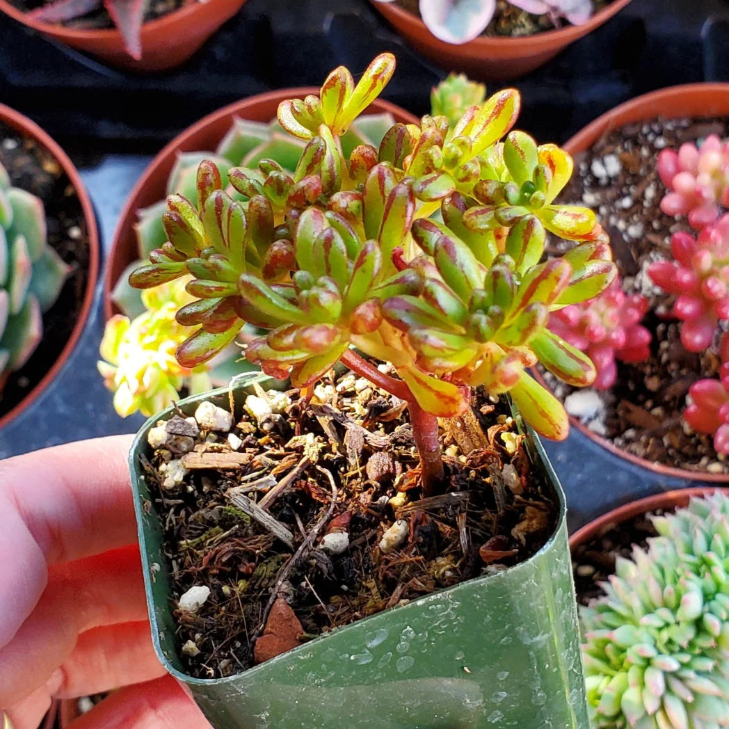 Dwarf Aeonium (Aeonium sedifolium)