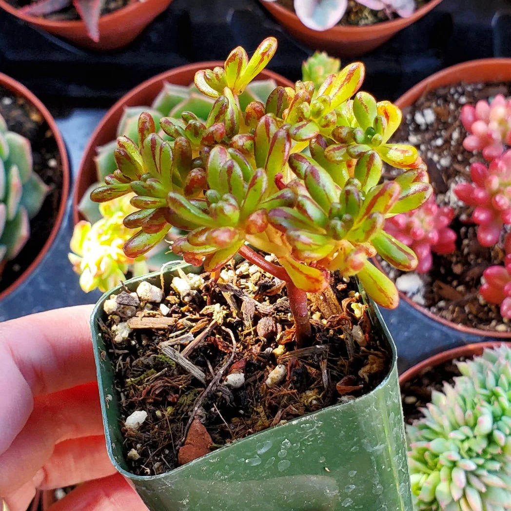 Dwarf Aeonium (Aeonium sedifolium) - Ladybird Nursery