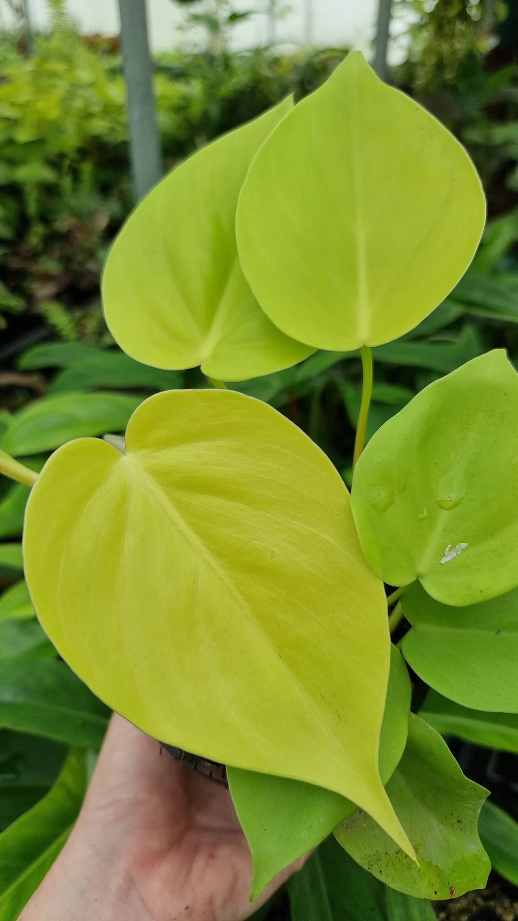Philodendron Gold Heartleaf (Philodendron cordatum) - Ladybird Nursery