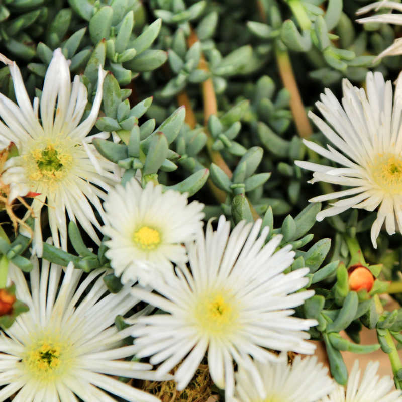 Ice Plant White (Mesembryanthemum spp.) - Ladybird Nursery