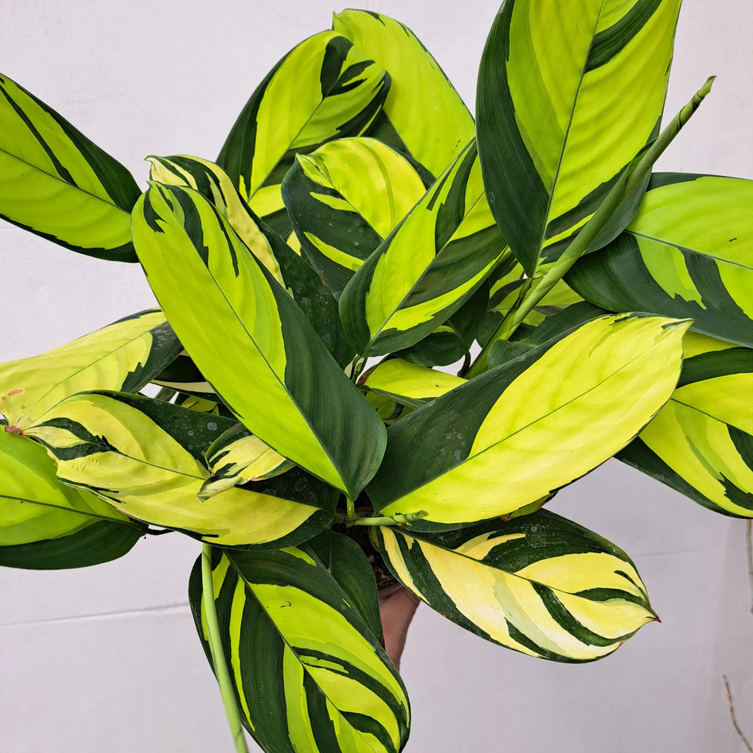 Ctenanthe Golden Mosaic (Ctenanthe pilosa) - Ladybird Nursery
