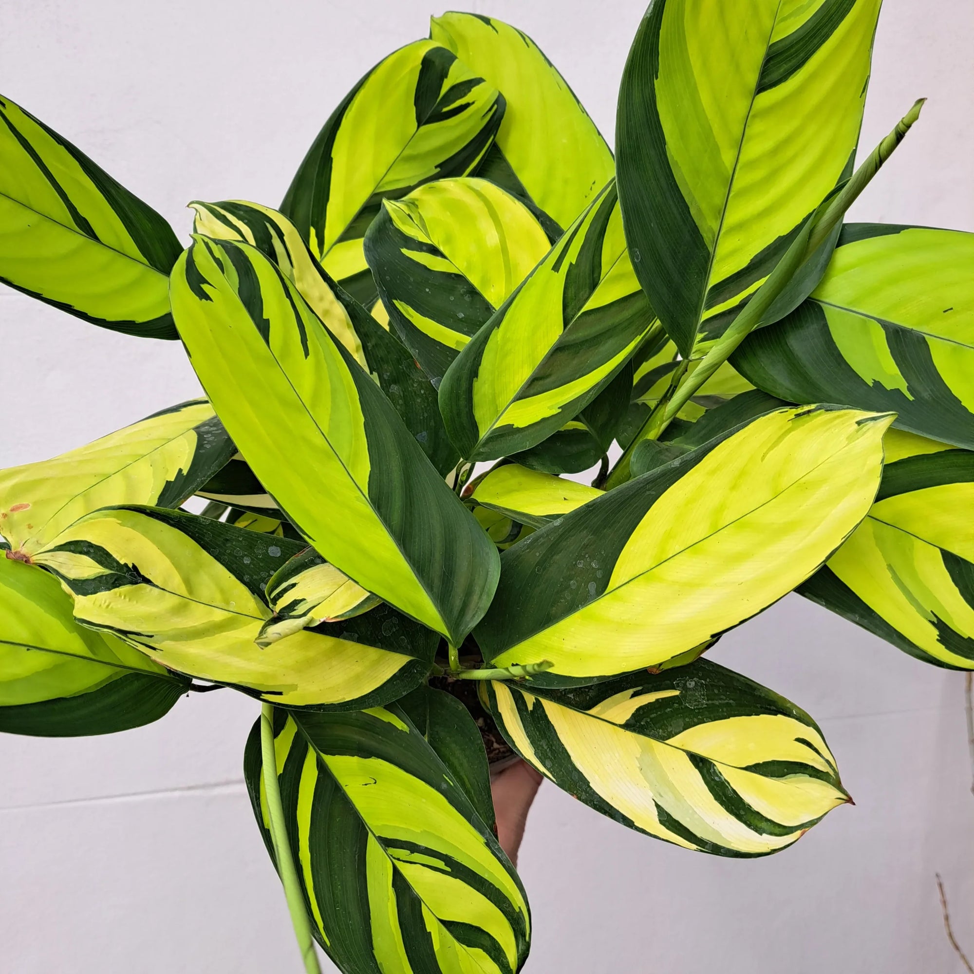 Ctenanthe Golden Mosaic (Ctenanthe pilosa) - Ladybird Nursery