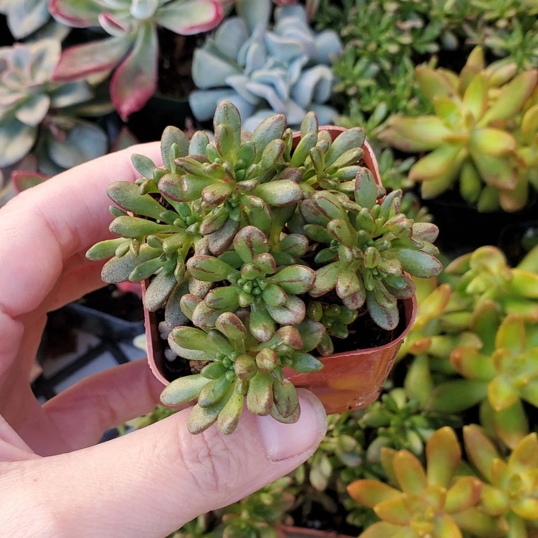 Dwarf Aeonium (Aeonium sedifolium) - Ladybird Nursery