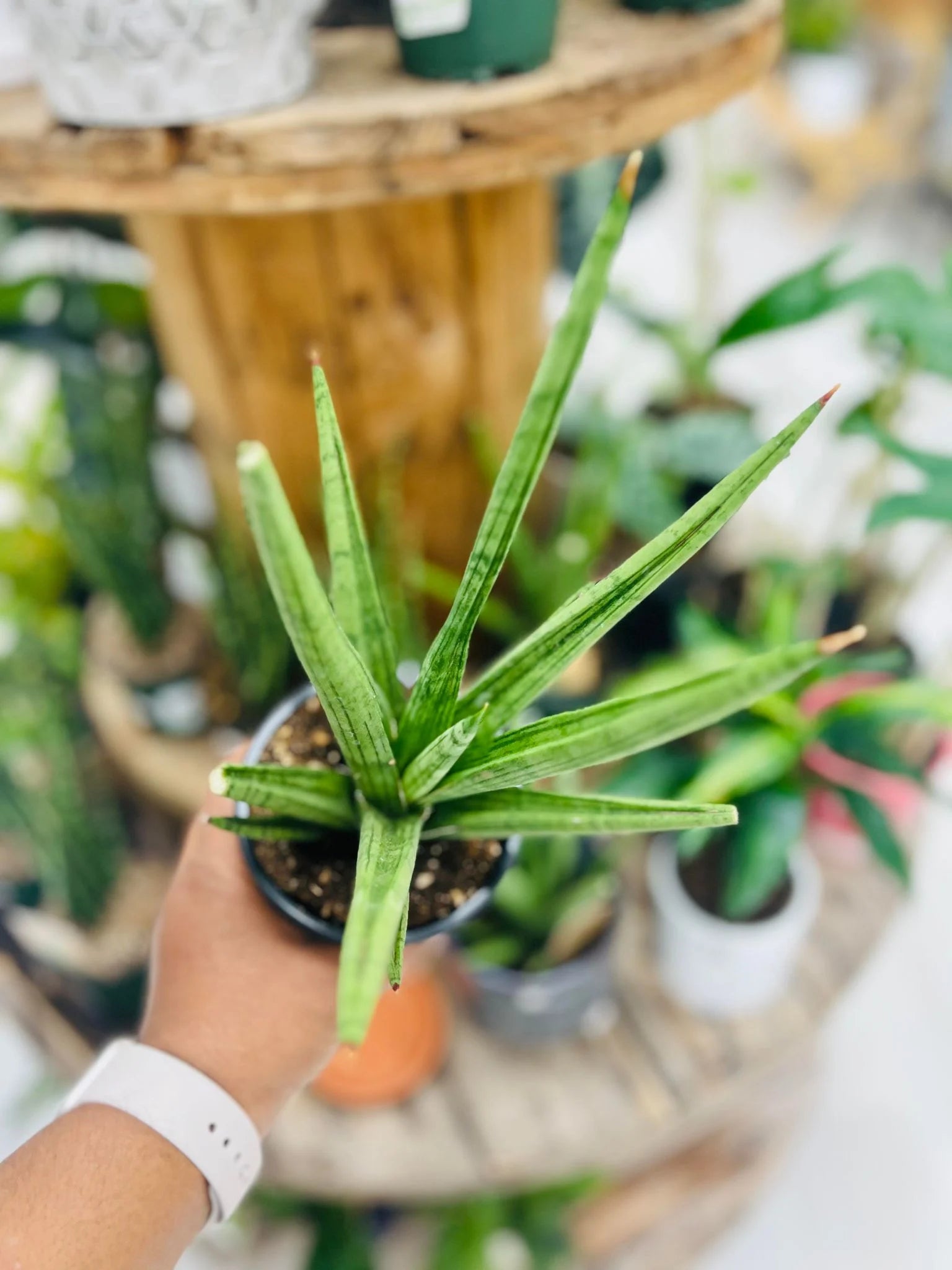 Snake Plant (Sansevieria cylindrica)