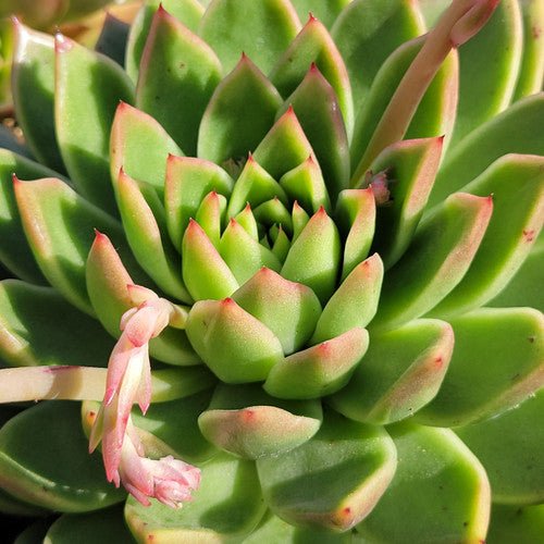 Hens and Chicks Fire Ice (Echeveria subrigida) - Ladybird Nursery