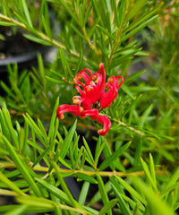 Grevillea Legacy Flame
