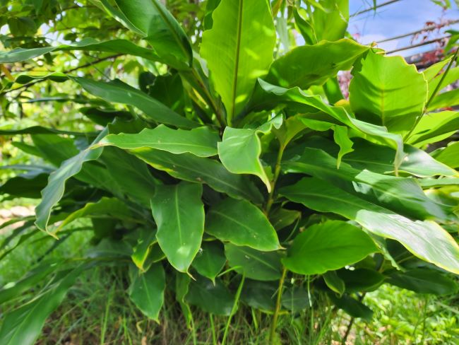 Dwarf Cardamom Ginger Cardomom/Cardamom Leaf (Alpinia nutans)