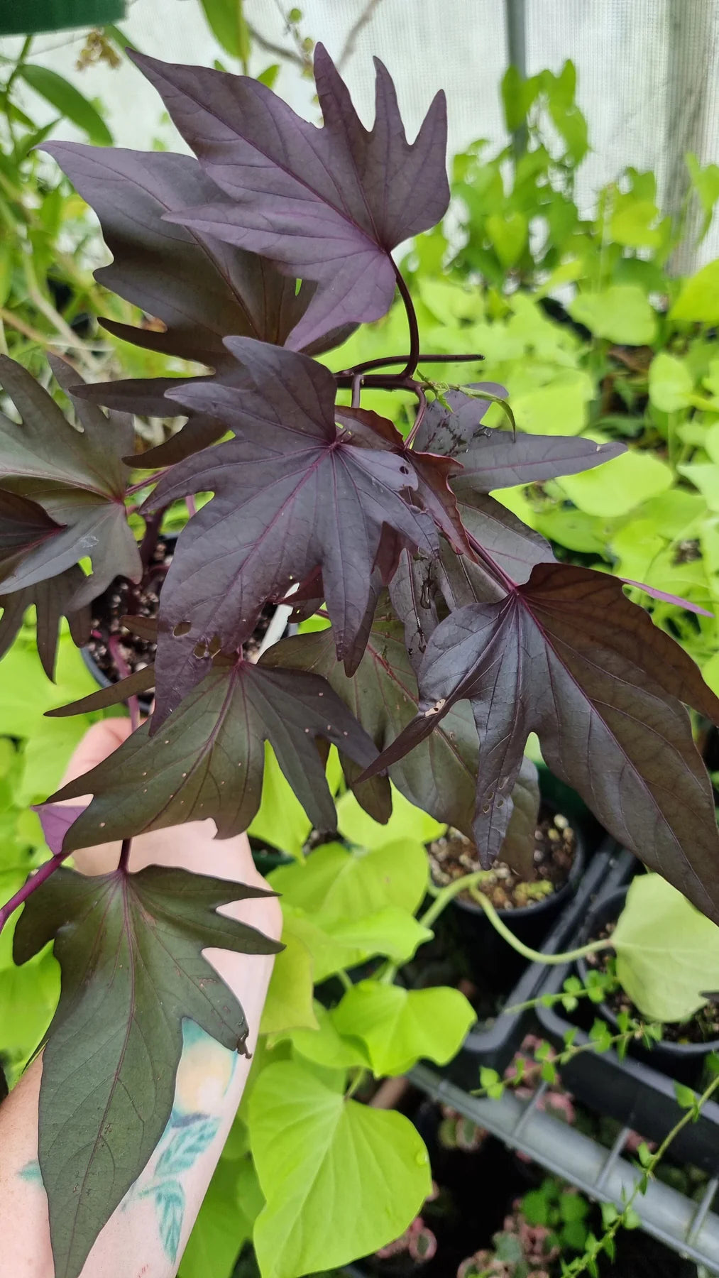 Sweet Potato - Treasure Island™ Manihi