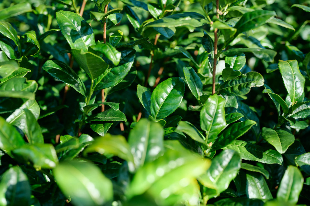 Japanese Green Tea (Camellia sinensis 'Saya Makaori') Large