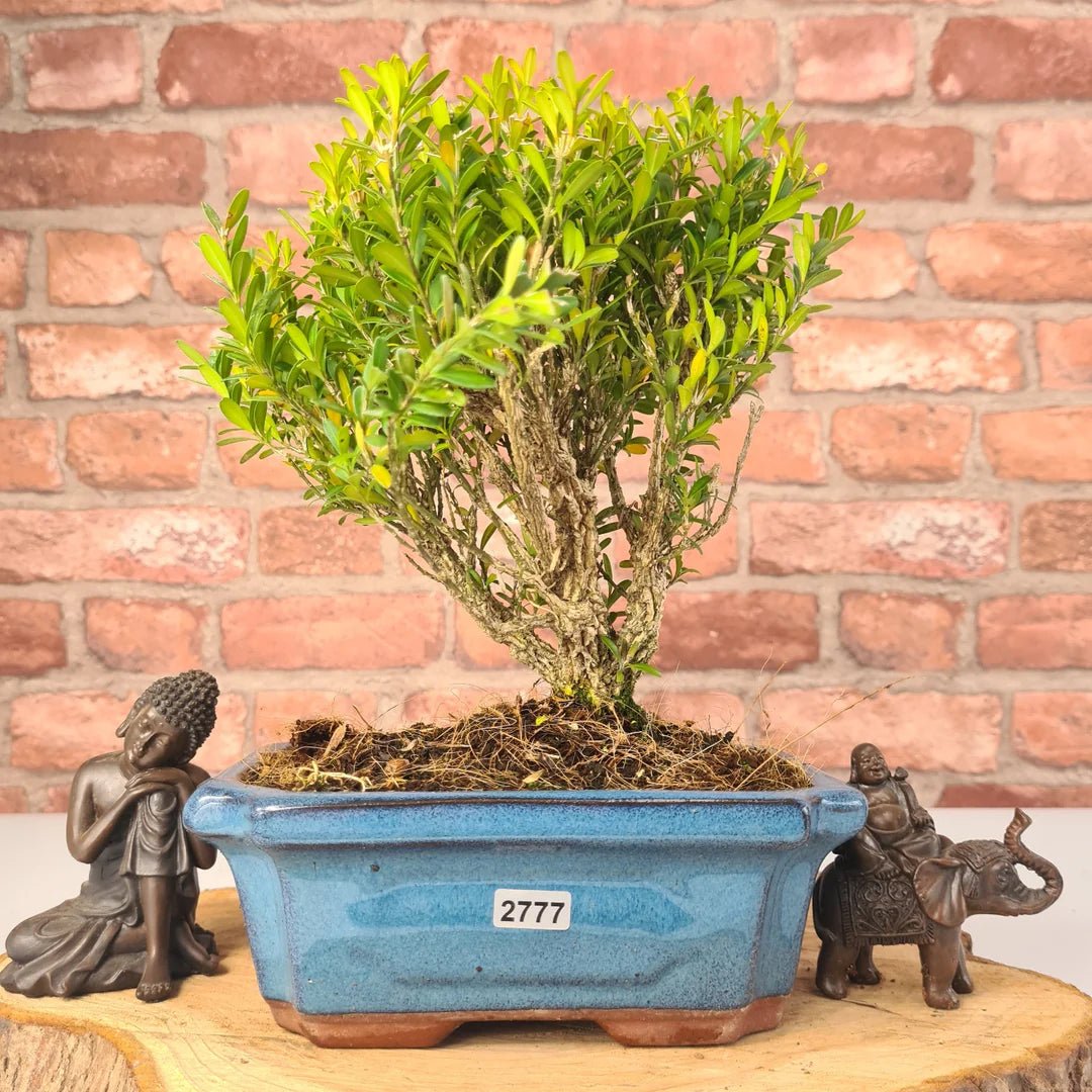 Boxwood Harland Box Bonsai Starter (Buxus harlandii) - Ladybird Nursery