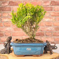 Boxwood Harland Box Bonsai Starter (Buxus harlandii)
