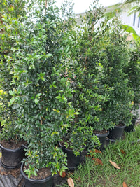 Lilly Pilly Select (Syzygium australe)