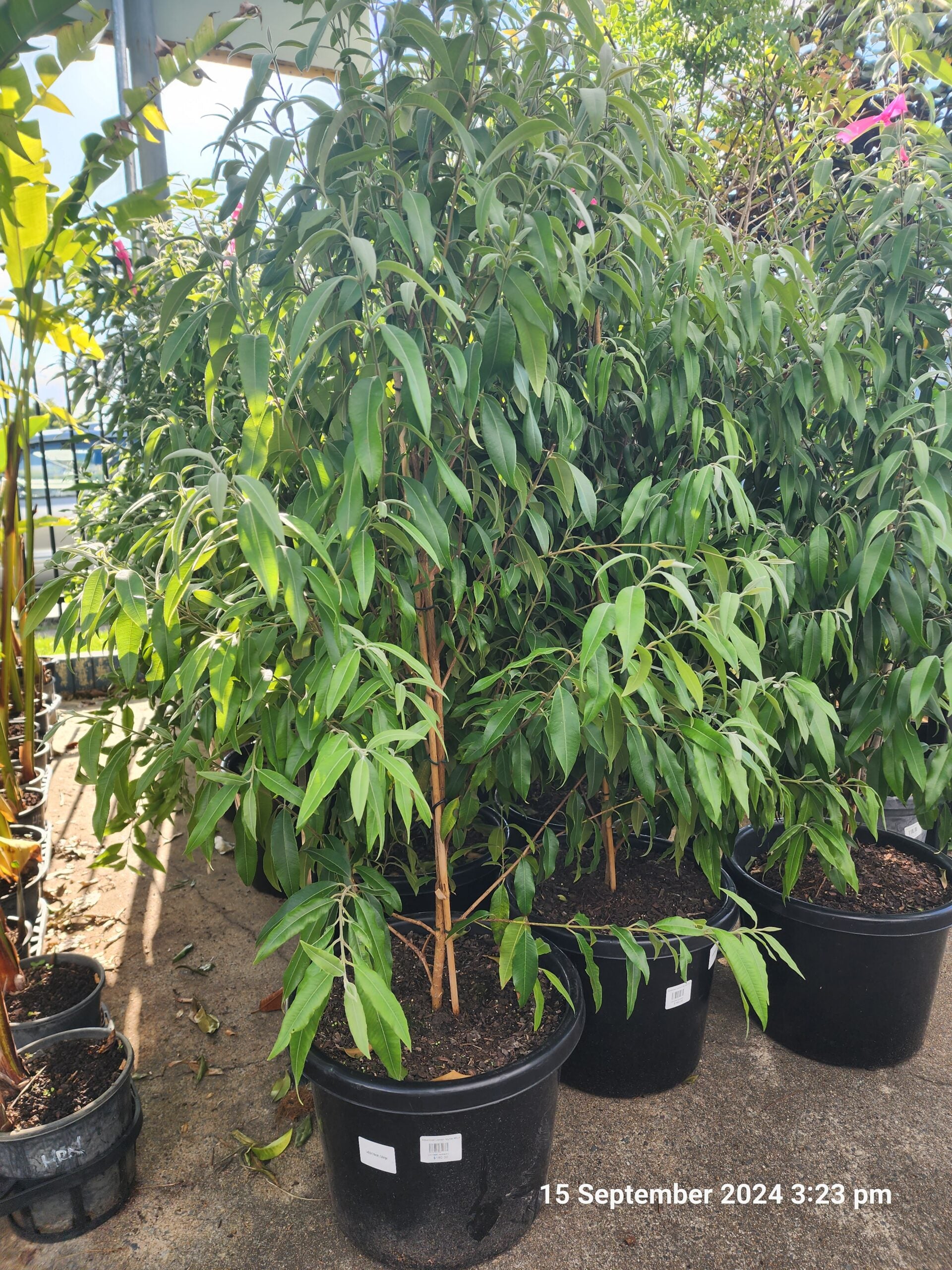 Lemon Myrtle Advanced (Pickup Only)