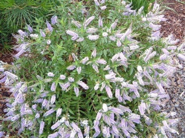 Hebe Lavender Lace - Ladybird Nursery