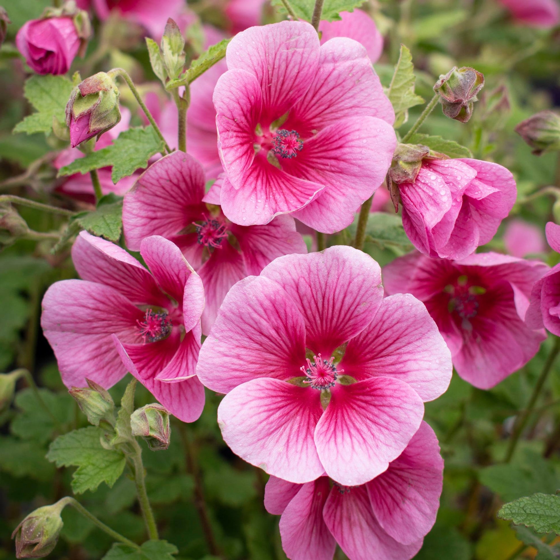 African Rose Mirembe (Anisodontea African)