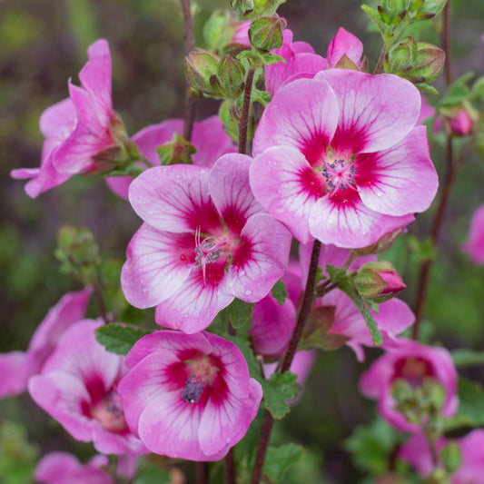 African Rose Dayo (Anisodontea African)